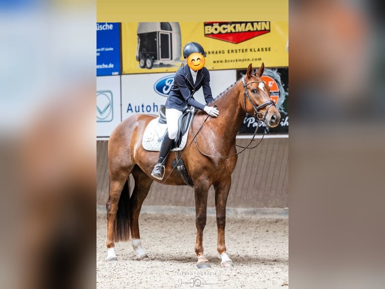 Oldenburg Gelding 5 years 16,2 hh Chestnut in Großenkneten