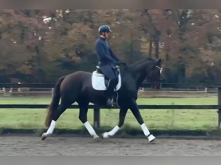 Oldenburg Gelding 5 years 16,2 hh Chestnut in Großenkneten