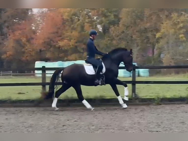 Oldenburg Gelding 5 years 16,2 hh Chestnut in Großenkneten