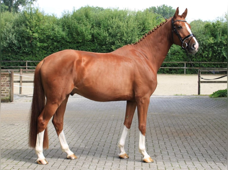 Oldenburg Gelding 5 years 16,2 hh Chestnut-Red in Gronau (Westfalen)