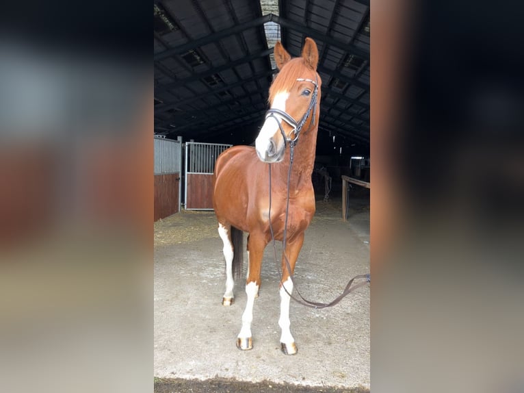 Oldenburg Gelding 5 years 16,2 hh Chestnut-Red in Rochau
