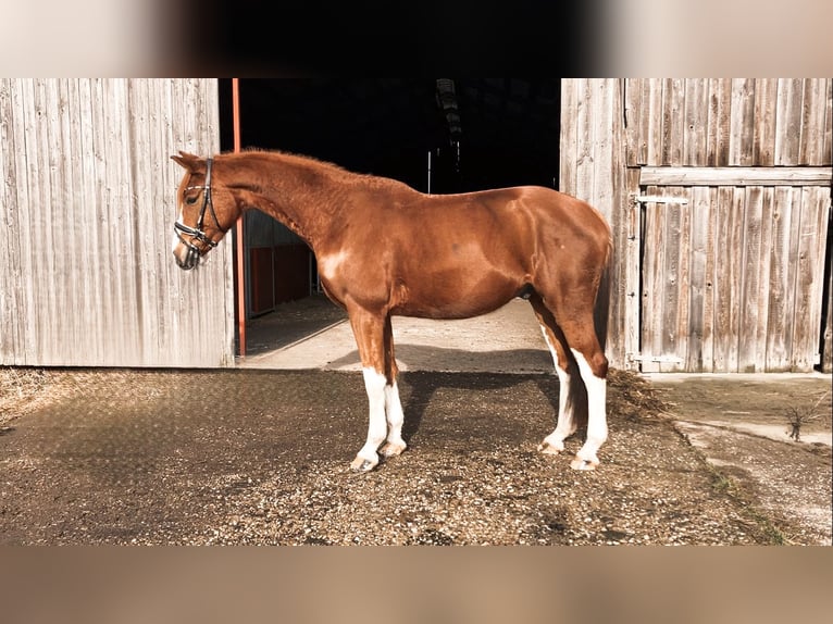 Oldenburg Gelding 5 years 16,2 hh Chestnut-Red in Rochau