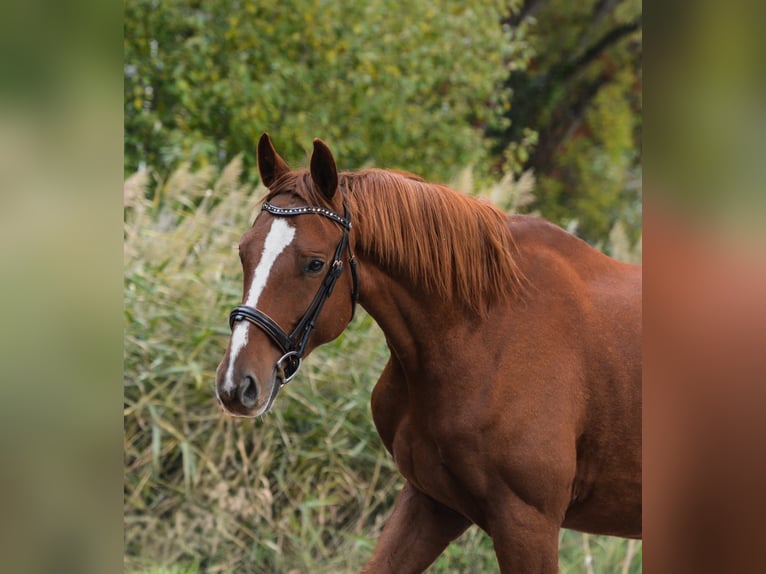 Oldenburg Gelding 5 years 16,2 hh Chestnut in Praha