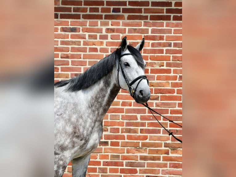 Oldenburg Gelding 5 years 16,2 hh Gray in Rhede