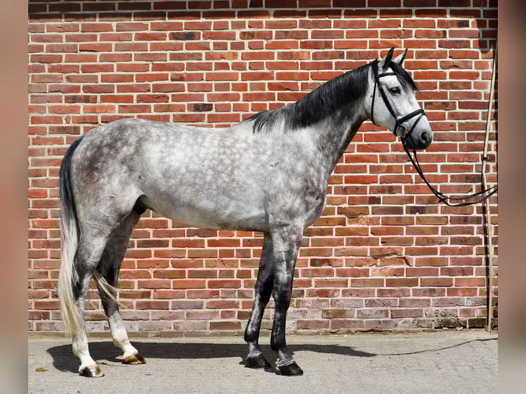 Oldenburg Gelding 5 years 16,2 hh Gray in Rhede