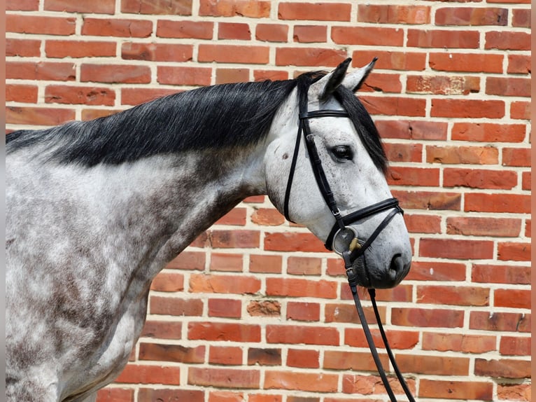 Oldenburg Gelding 5 years 16,2 hh Gray in Rhede