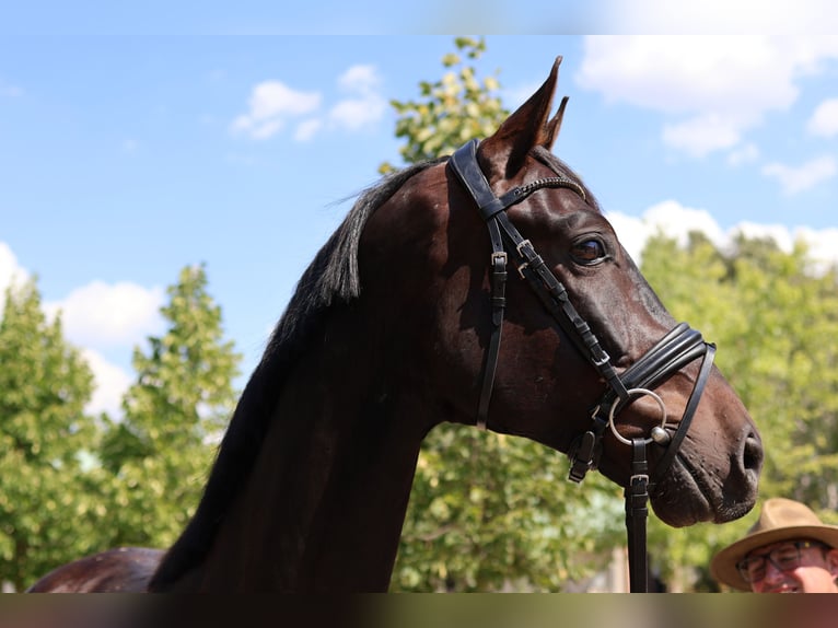 Oldenburg Gelding 5 years 16,2 hh Smoky-Black in GROTE-BROGEL