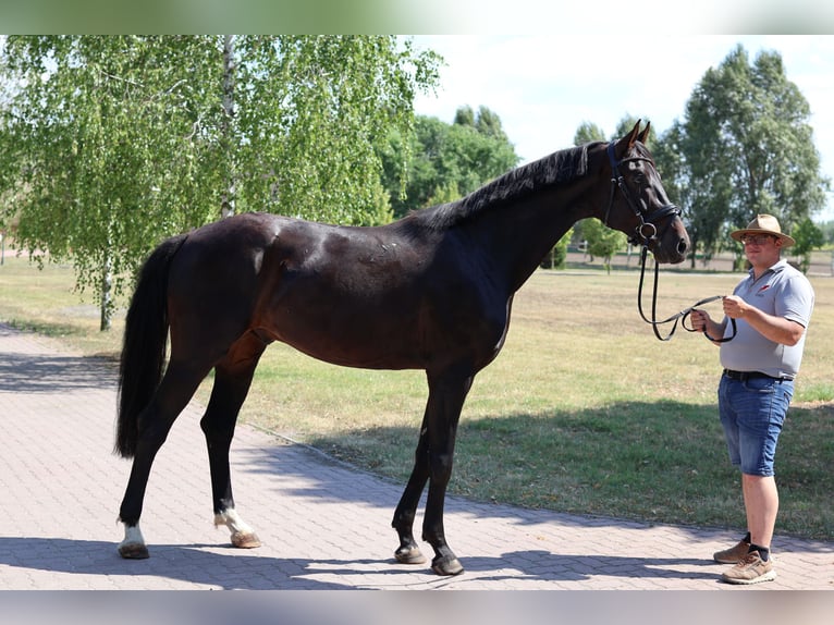 Oldenburg Gelding 5 years 16,2 hh Smoky-Black in GROTE-BROGEL