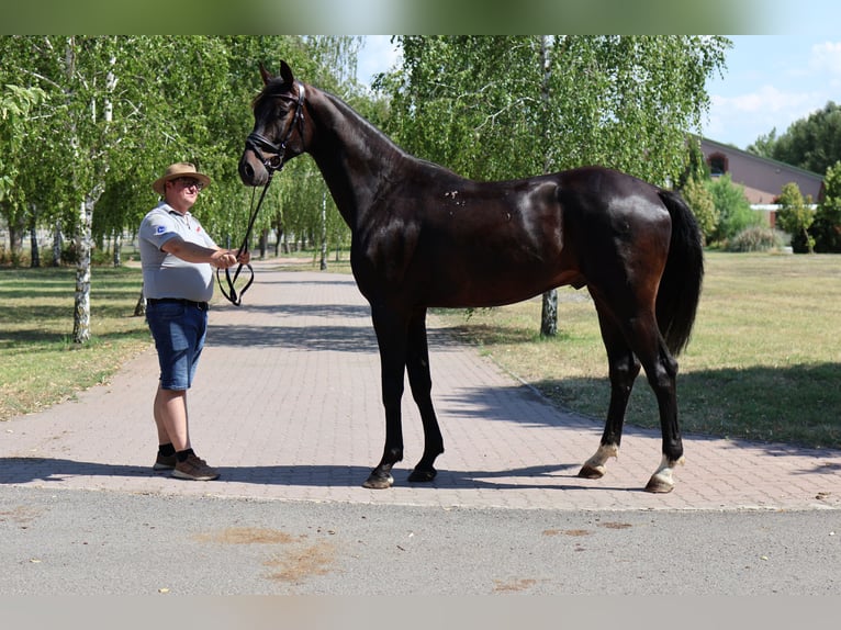 Oldenburg Gelding 5 years 16,2 hh Smoky-Black in GROTE-BROGEL