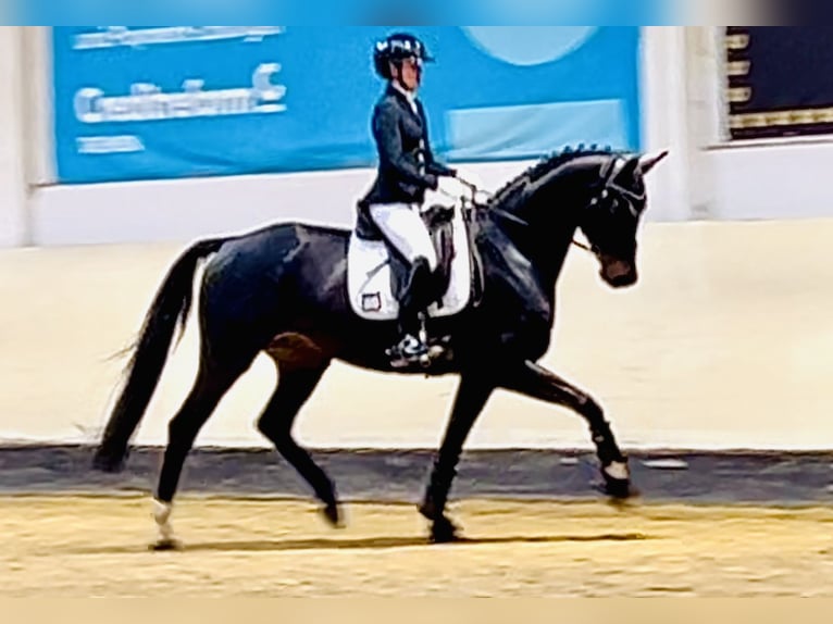 Oldenburg Gelding 5 years 16,2 hh Smoky-Black in Kirchdorf