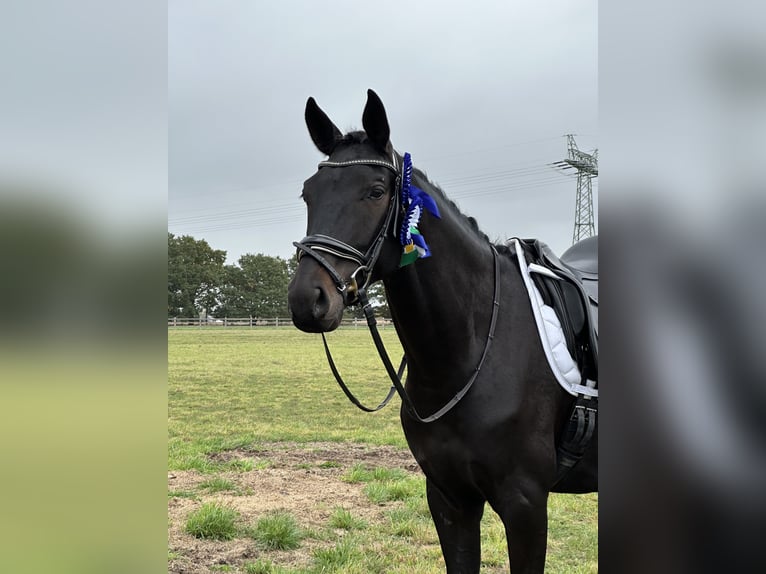 Oldenburg Gelding 5 years 16,2 hh Smoky-Black in Dallgow-D&#xF6;beritz