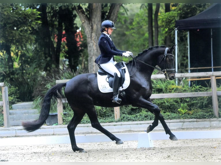 Oldenburg Gelding 5 years 16,2 hh Smoky-Black in Dallgow-D&#xF6;beritz