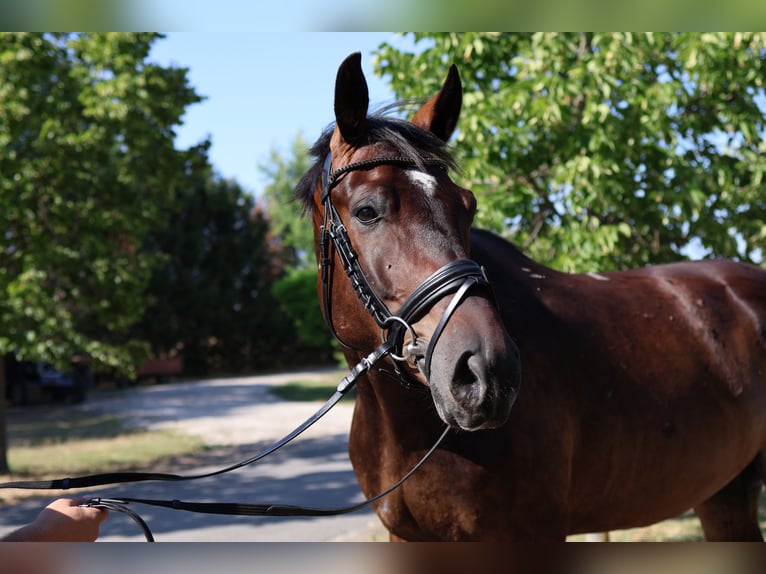 Oldenburg Gelding 5 years 16,3 hh Bay-Dark in GROTE-BROGEL