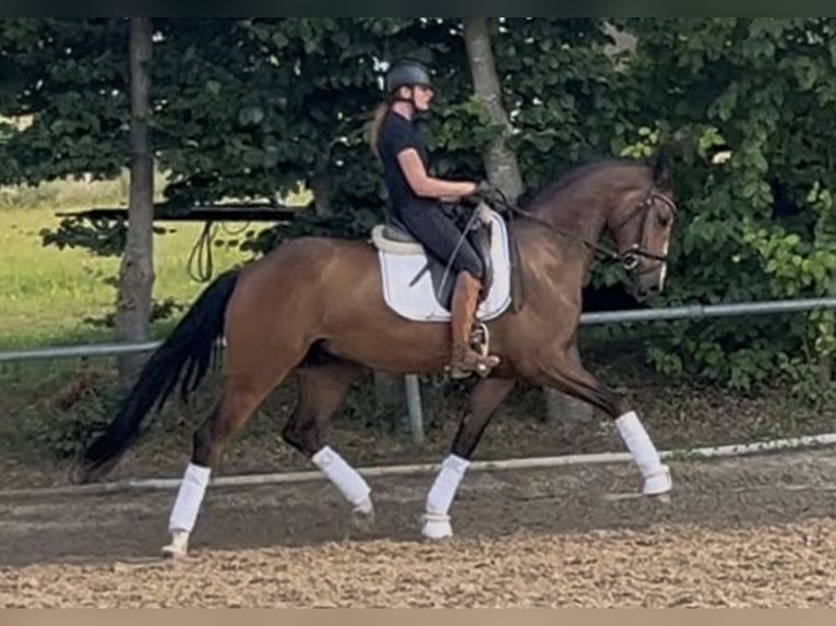 Oldenburg Gelding 5 years 16,3 hh Brown in Besigheim