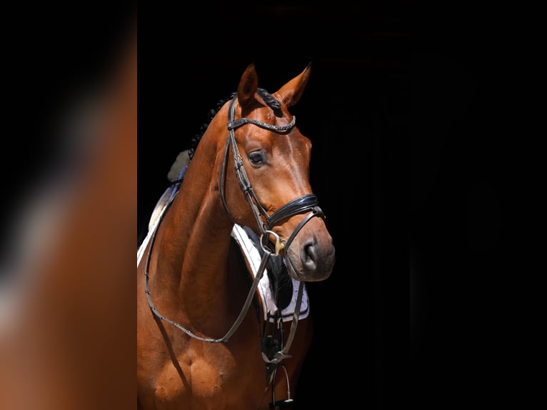 Oldenburg Gelding 5 years 16,3 hh Brown in Ro&#xDF;dorf