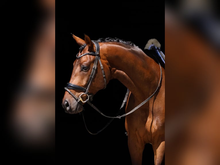 Oldenburg Gelding 5 years 16,3 hh Brown in Ro&#xDF;dorf