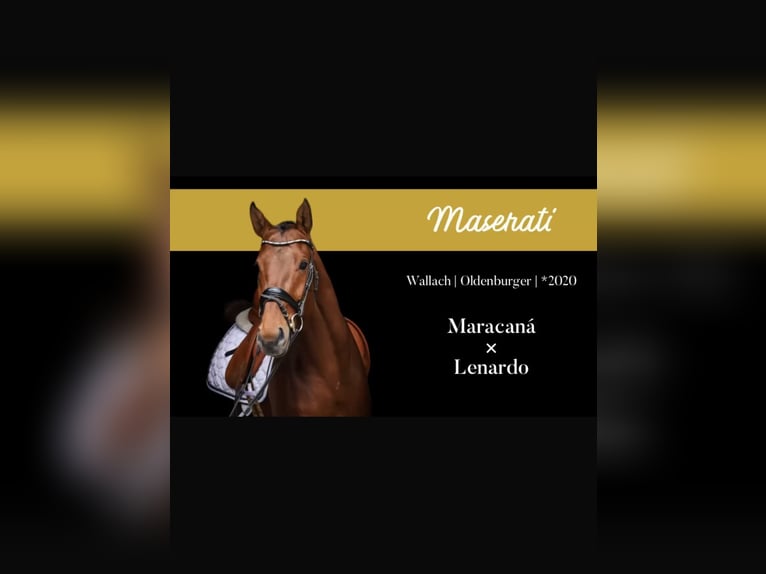 Oldenburg Gelding 5 years 16,3 hh Brown in Ro&#xDF;dorf