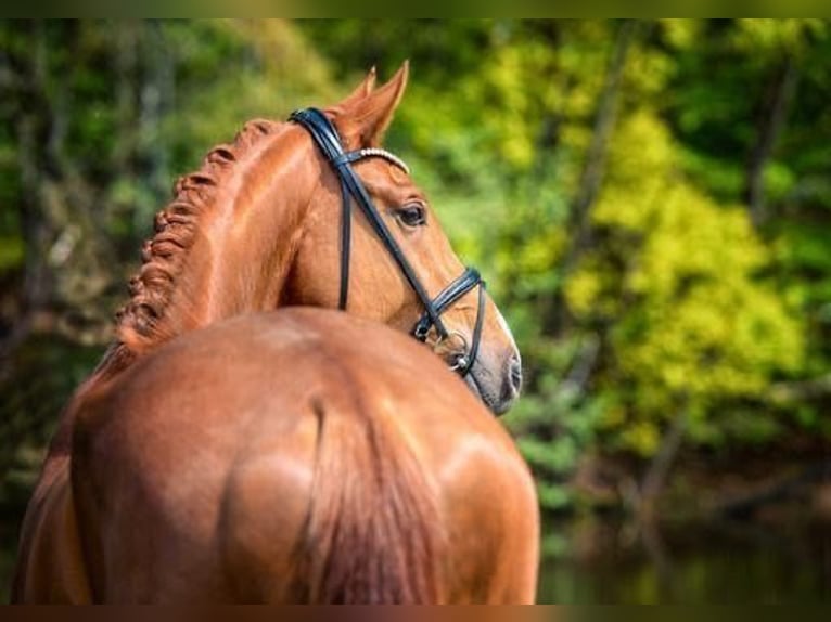Oldenburg Gelding 5 years 16,3 hh Chestnut-Red in Selsingen