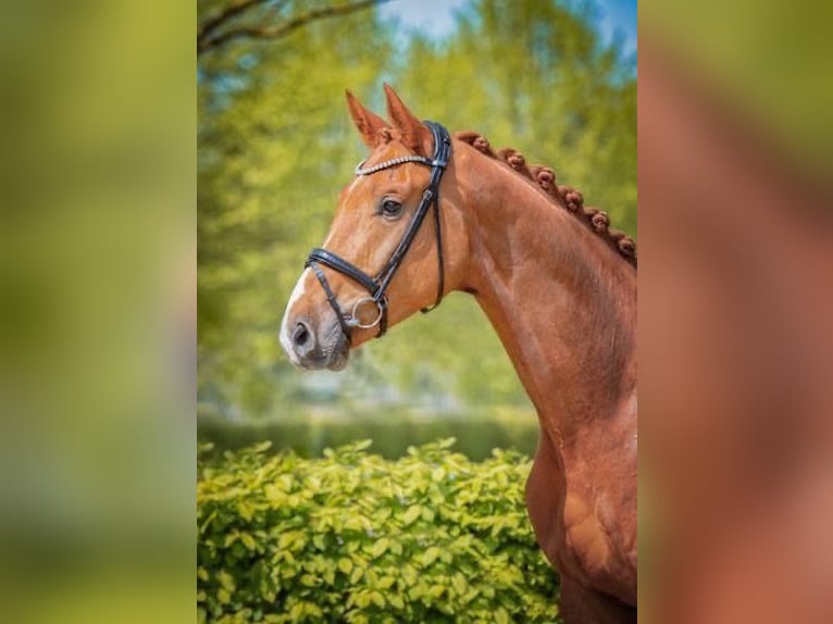 Oldenburg Gelding 5 years 16,3 hh Chestnut-Red in Selsingen