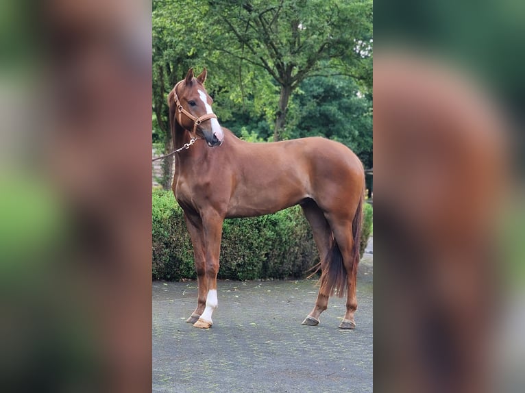Oldenburg Gelding 5 years 16,3 hh Chestnut-Red in Warendorf