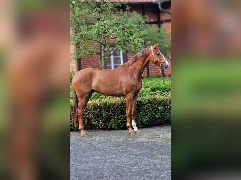 Oldenburg Gelding 5 years 16,3 hh Chestnut-Red in Warendorf