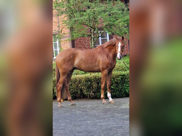 Oldenburg Gelding 5 years 16,3 hh Chestnut-Red in Warendorf