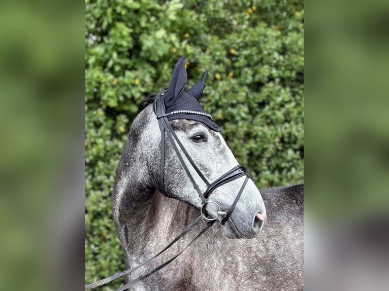Oldenburg Gelding 5 years 16,3 hh Gray in Freren