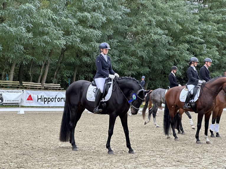 Oldenburg Gelding 5 years 16,3 hh Smoky-Black in Dallgow-D&#xF6;beritz
