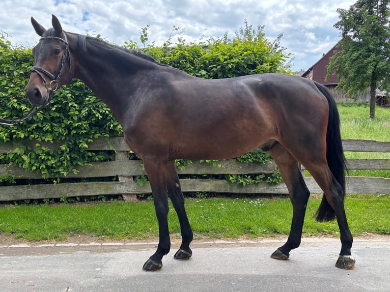 Oldenburg Gelding 5 years 17.1 hh Bay-Dark in Einbeck