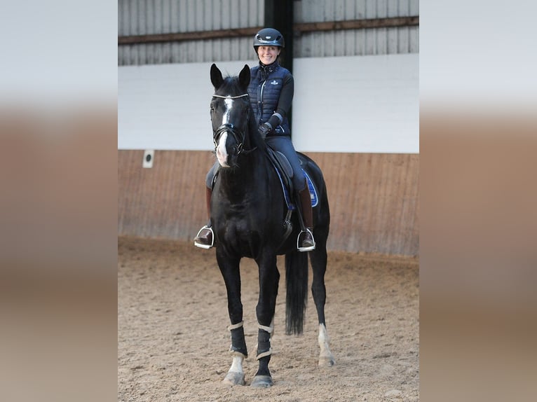 Oldenburg Gelding 5 years 17,1 hh Black in Isernhagen