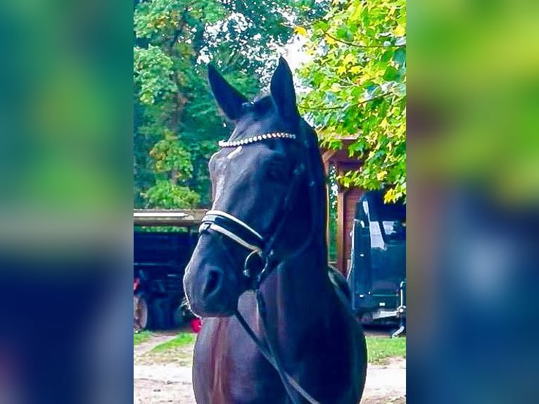 Oldenburg Gelding 5 years 17.1 hh Black in Kirchlinteln