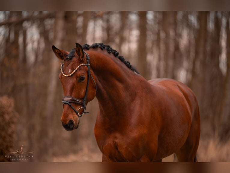 Oldenburg Gelding 5 years 17,1 hh Brown in Wehringen