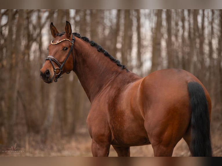 Oldenburg Gelding 5 years 17,1 hh Brown in Wehringen