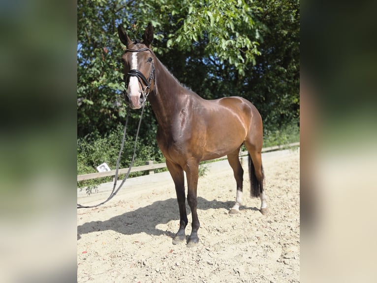 Oldenburg Gelding 5 years 17.1 hh Brown in Ottersberg