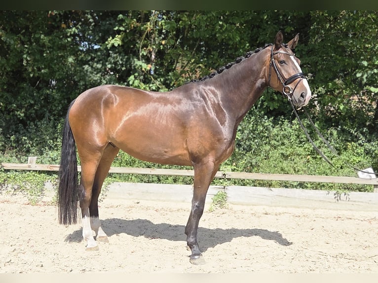 Oldenburg Gelding 5 years 17.1 hh Brown in Ottersberg
