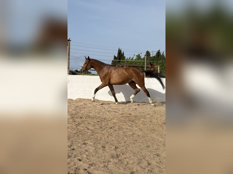 Oldenburg Gelding 5 years 17.1 hh Brown in Els Poblets