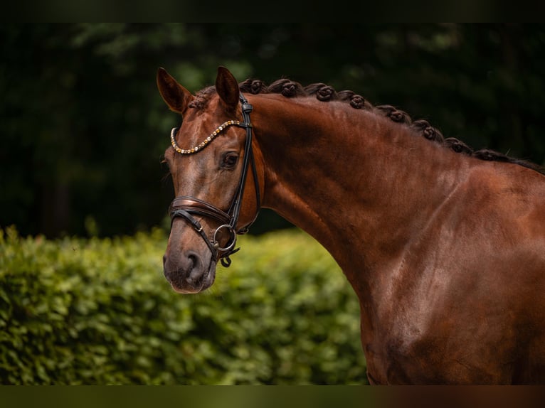 Oldenburg Gelding 5 years 17.1 hh Chestnut in Wehringen