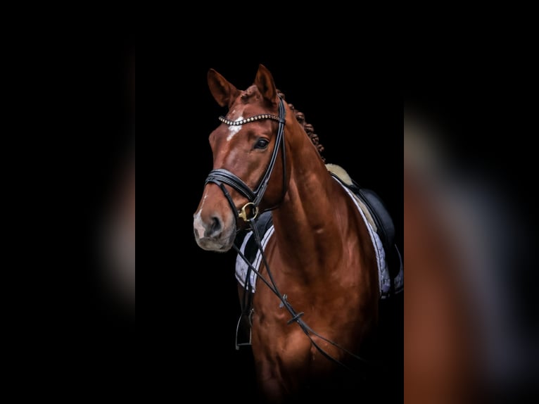 Oldenburg Gelding 5 years 17,1 hh Chestnut-Red in Roßdorf