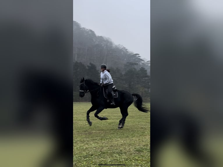 Oldenburg Gelding 5 years 17,2 hh Black in Heiligenkreuz