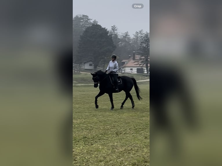 Oldenburg Gelding 5 years 17,2 hh Black in Heiligenkreuz