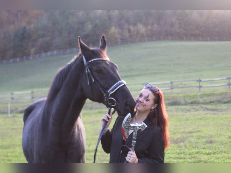 Oldenburg Gelding 5 years 17,2 hh Black in Heiligenkreuz