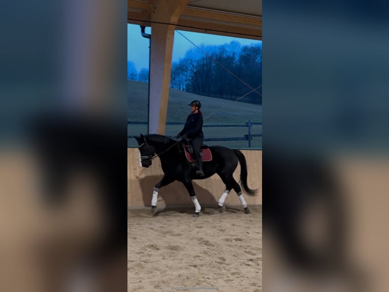 Oldenburg Gelding 5 years 17,2 hh Black in Heiligenkreuz