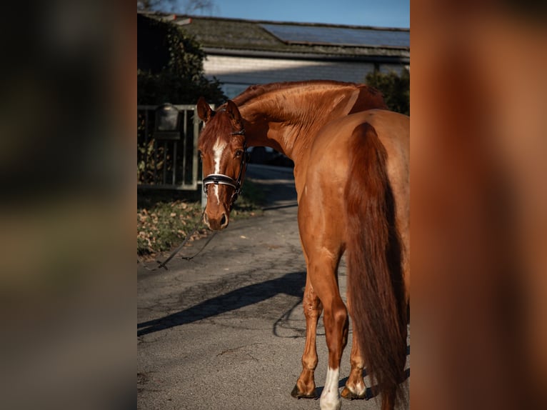 Oldenburg Gelding 5 years 17,2 hh Chestnut-Red in Kürten