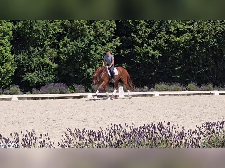 Oldenburg Gelding 5 years 17,2 hh Chestnut-Red in Kürten