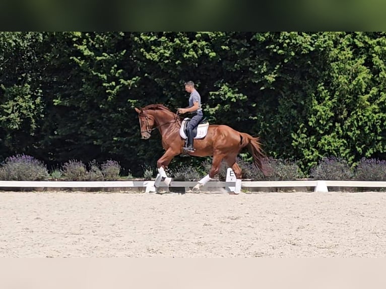 Oldenburg Gelding 5 years 17,2 hh Chestnut-Red in Kürten