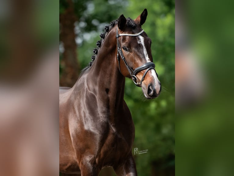 Oldenburg Gelding 5 years 17.2 hh Smoky-Black in Susteren