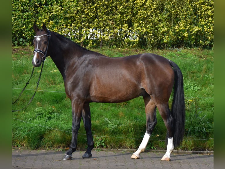 Oldenburg Gelding 5 years 17 hh Bay-Dark in Fürstenau