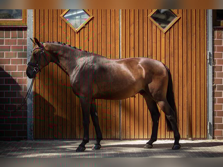 Oldenburg Gelding 5 years 17 hh Bay-Dark in Drantum