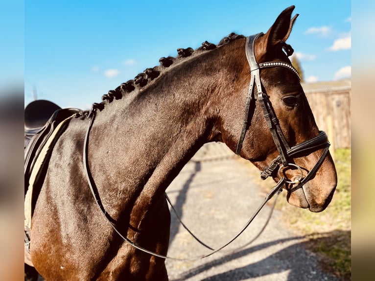 Oldenburg Gelding 5 years 17 hh Bay-Dark in Hitzendorf