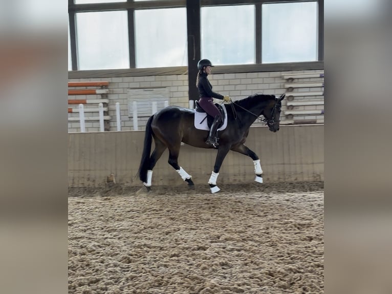 Oldenburg Gelding 5 years 17 hh Bay-Dark in HeinersreuthHeinersreuth